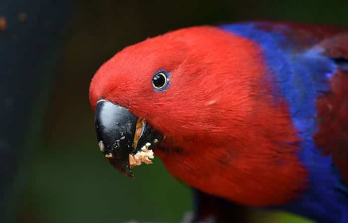 Loro Parque en Puerto de la Cruz, Tenerife