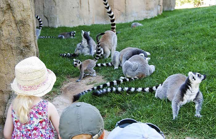 Bioparc Valencia, un nuevo concepto de parque de animales