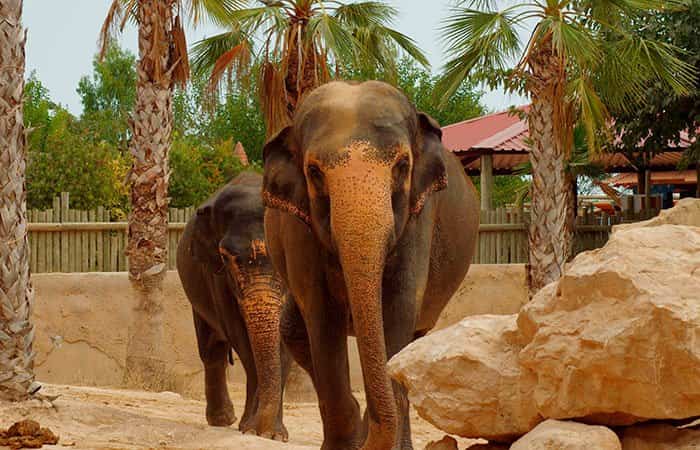 Elefantes en Terra Natura Benidorm