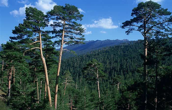 Senda ecológica de Valsaín en Segovia