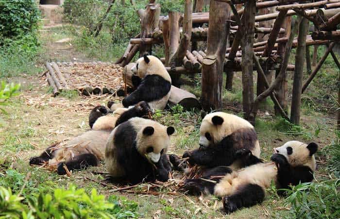 Parques de atracciones, temáticos y multiaventura, Zoo de Madrid Osos panda del zoo de Madrid