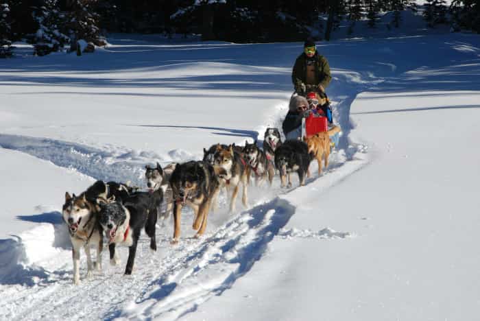 deportes en la nieve deportes-en-la-nieve-trineo-con-perros