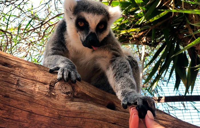 Monkey Park Tenerife