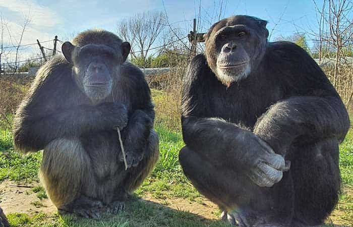 Fundació Mona en Riudellots de la Selva, Girona