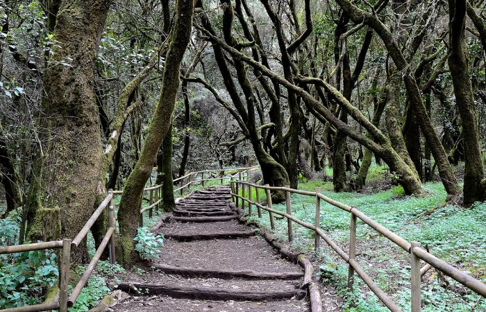 Paisaje de bosque en Garajonay, La Gomera Parque Nacional de Garajonay, La Gomera