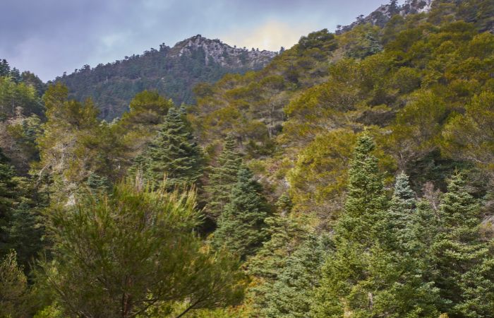 paisaje montañoso con árboles de la Sierra de las Nieves, en Málaga Sierra de las Nieves, Málaga