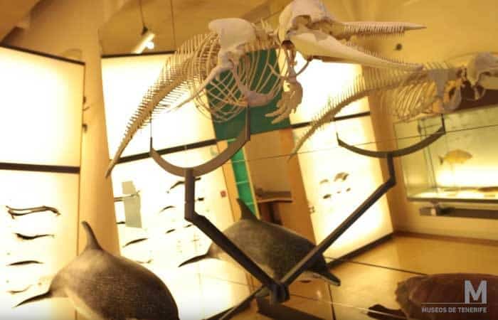 Museo de la Naturaleza y el Hombre de Tenerife