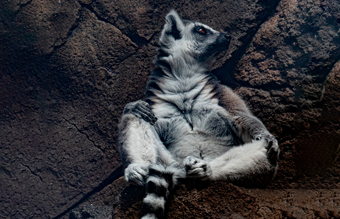 Maroparque en La Palma