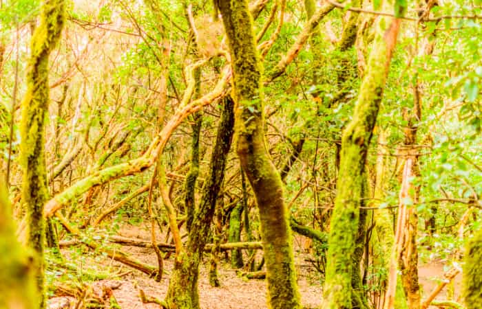 Sendero de los Sentidos en el Parque Rural de Anaga, Tenerife