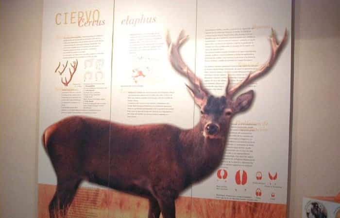 Museo de la Fauna de Cabañeros en Ciudad Real
