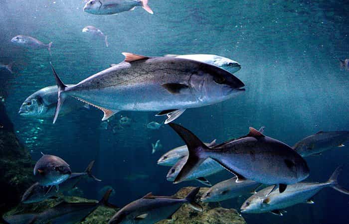 Aquarium Costa de Almería en Roquetas de Mar