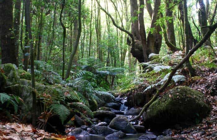 Parque Nacional de Garajonay en La Gomera
