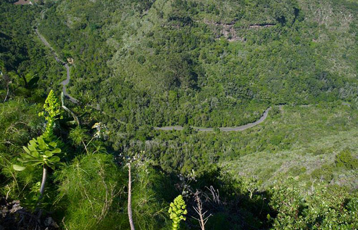 Reserva Natural Especial de los Tilos en Gran Canaria