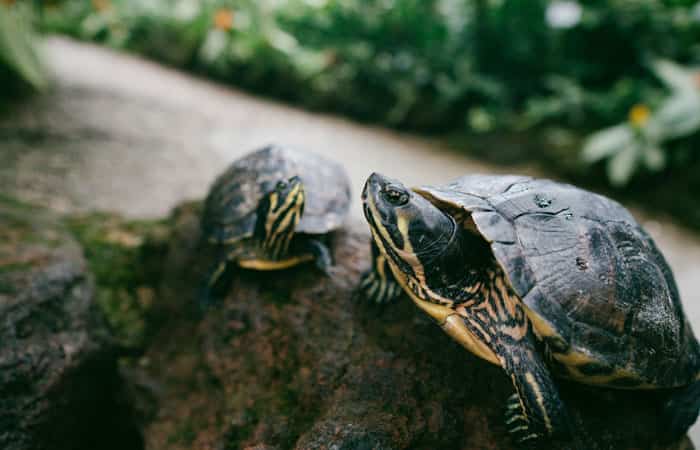 Centro de Reproducción de Tortugas de la Albera en Garriguella
