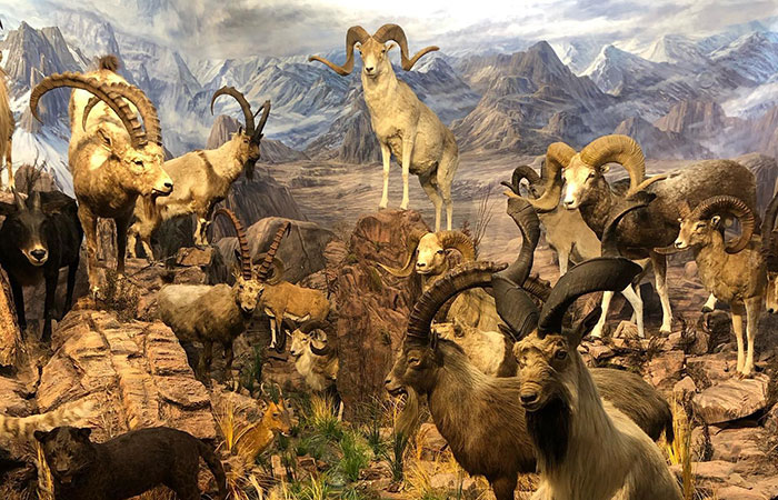 Museo de la Fauna Salvaje