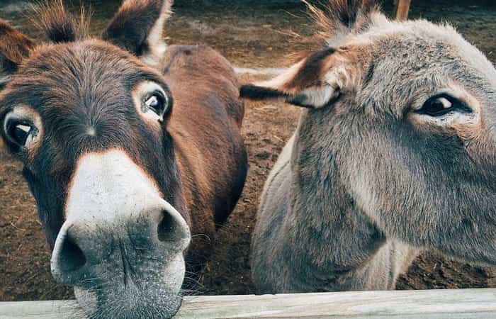 Burros Burros
