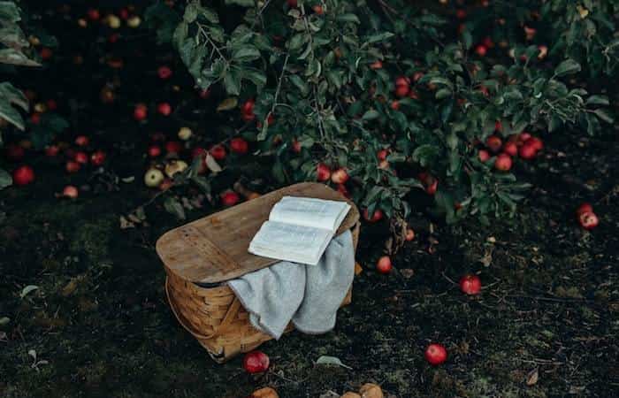 10 Cosas que debes llevar a una excursión o a un picnic