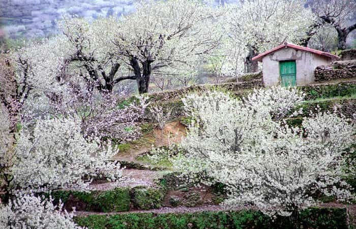 Fiesta del Cerezo en Flor en los pueblos del Valle del Jerte, Cáceres