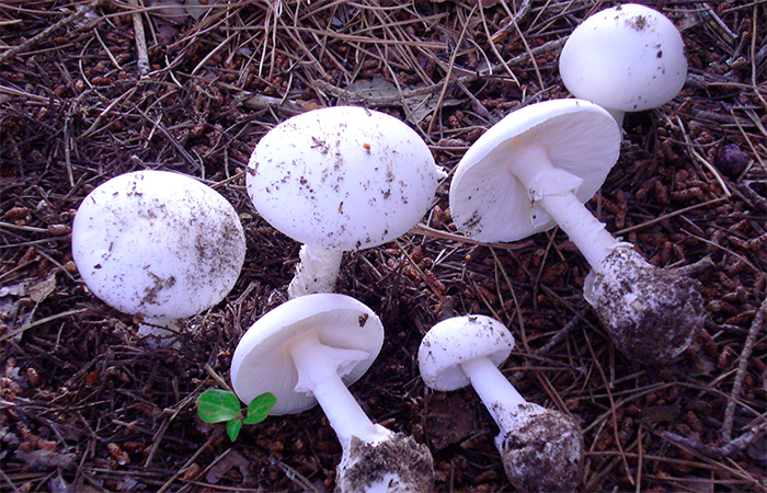 setas venenosas Amanita Phalloides Ejemplares de Amanita Phalloides