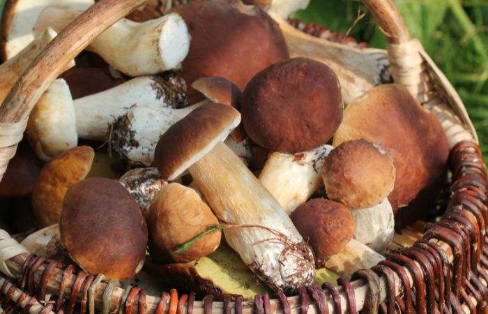 cesta de boletus Recoger setas: boletus