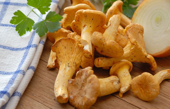 Níscalos en la cocina Recoger setas: Níscalos