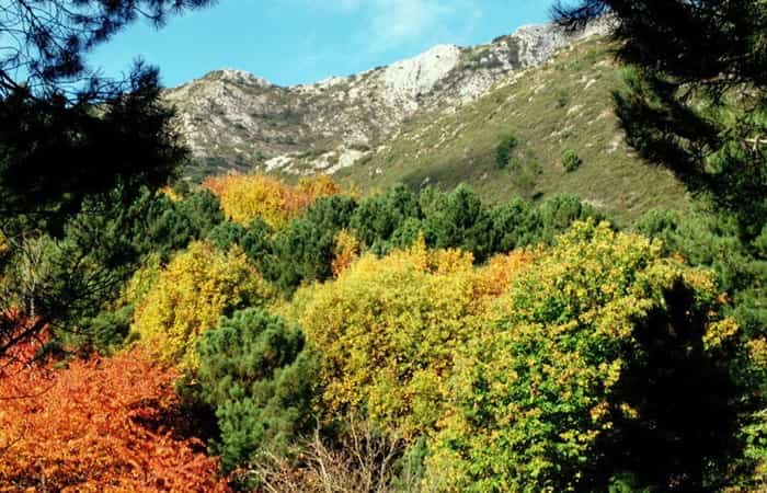 Los mejores sitios para coger setas en España Los mejores sitios para coger setas en España