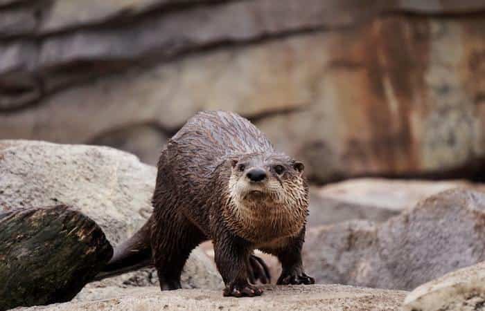 Itinerario de la Naturaleza y la Nutria de Martinet en Lleida