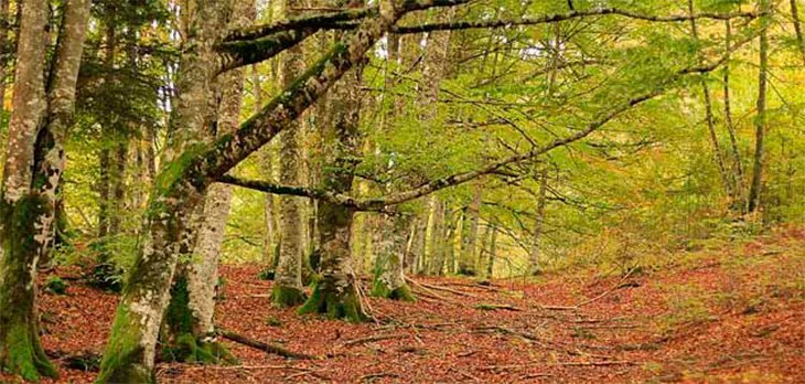 Selva_de_Irati.Navarra._10581488336