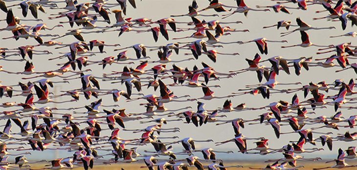 flamencos_en_donana