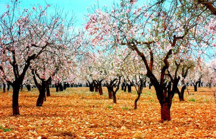 Ruta por Villalpardo en Cuenca y sus almendros