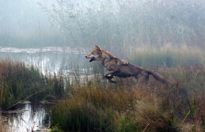 El último lobo