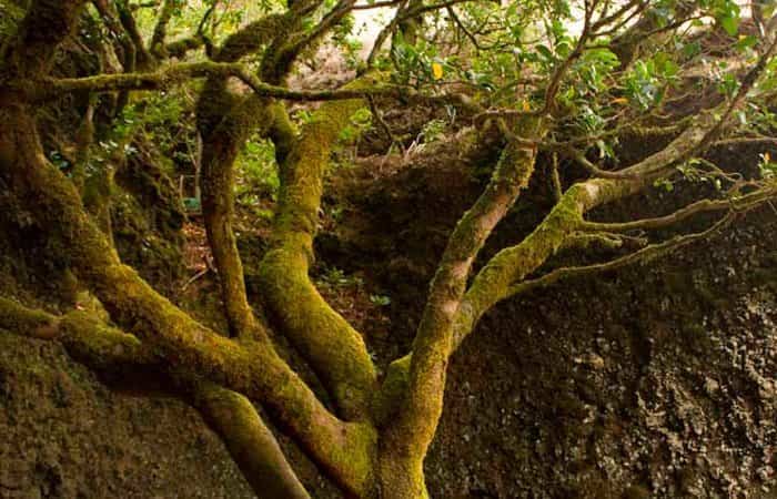 Centro de Interpretación Árbol Garoé en El Hierro