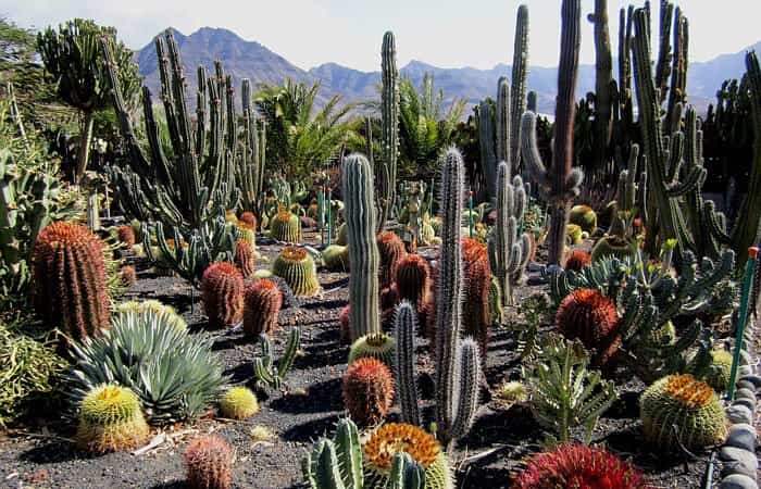 Cactualdea Park en La Aldea de San Nicolás, Gran Canaria