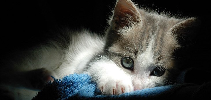 Toxoplasmosis en gatos