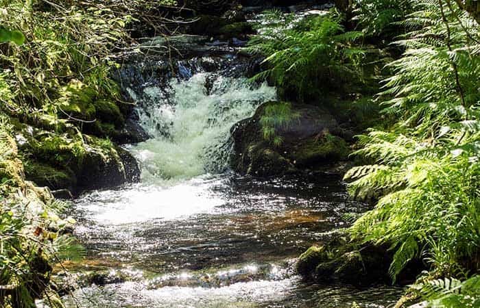 Reserva Natural de Muniellos en Cangas del Narcea, Asturias