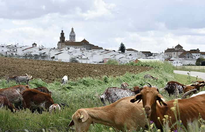 Ruta hasta Fuente de la Reina en Fuentes de Andalucía, Sevilla