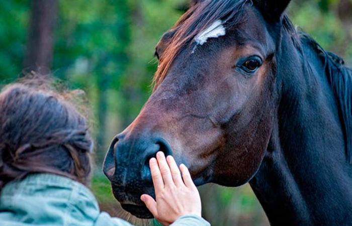 plena inclusión: acercamiento a los caballos plena inclusión: actividades en la naturaleza