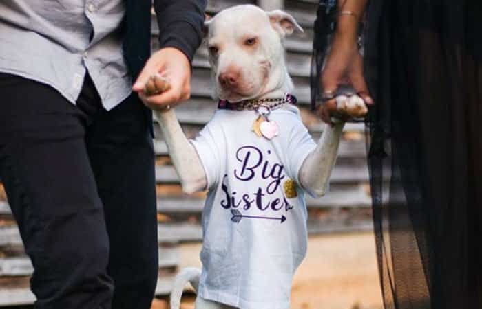 fotos divertidas del embarazo: perro con camiseta de hermano mayor perro hermano mayor: fotos divertidas del embarazo