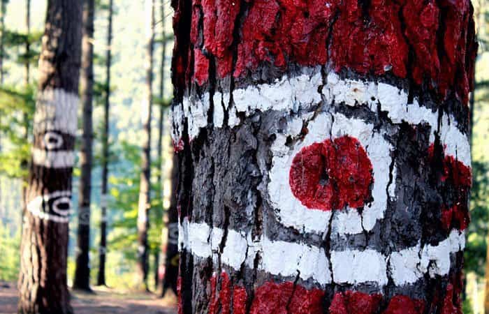 Bosque Pintado de Oma en Kortezubi, Vizcaya