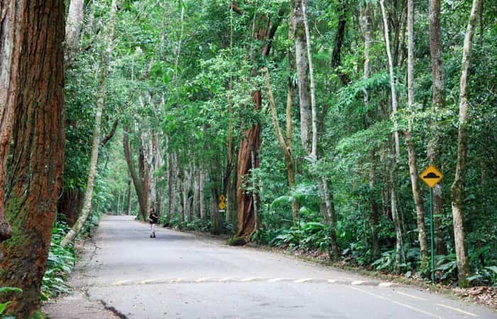 Bosque de Tijuca Bosque de Tijuca
