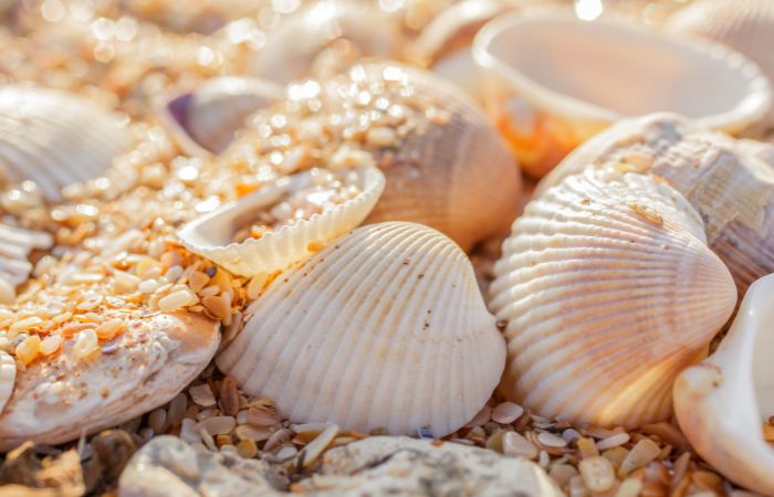 Juegos en la playa: buscar conchas Juegos en la playa