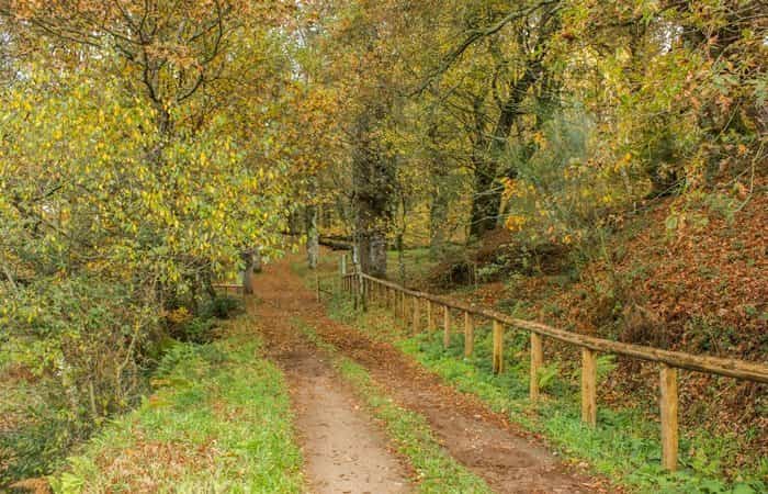 Bosque de Fraga de Catasós en Pontevedra