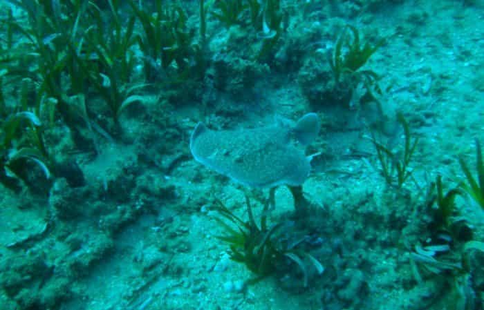 Arrecife Barrera de Posidonia en Roquetas de Mar, Almería