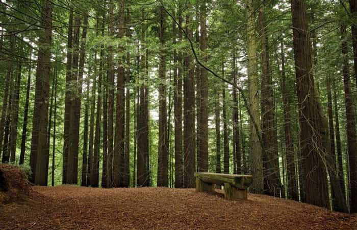 Bosque de Secuoyas turismo rural por el norte de España