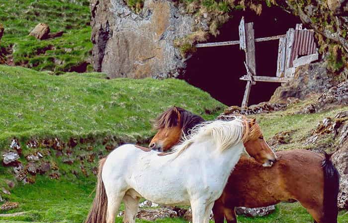 ecoturismo con caballos Planes con niños: Ecoexcursión en familia