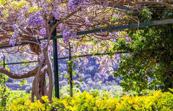 Jardines de Alfabia en Buñola, Mallorca
