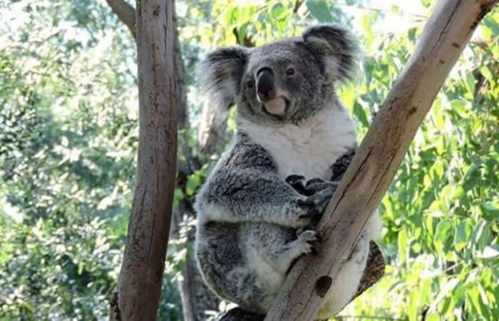koala en zoo aquarium de madrid koala