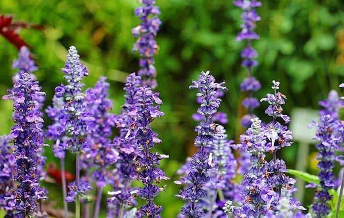 Lavanda