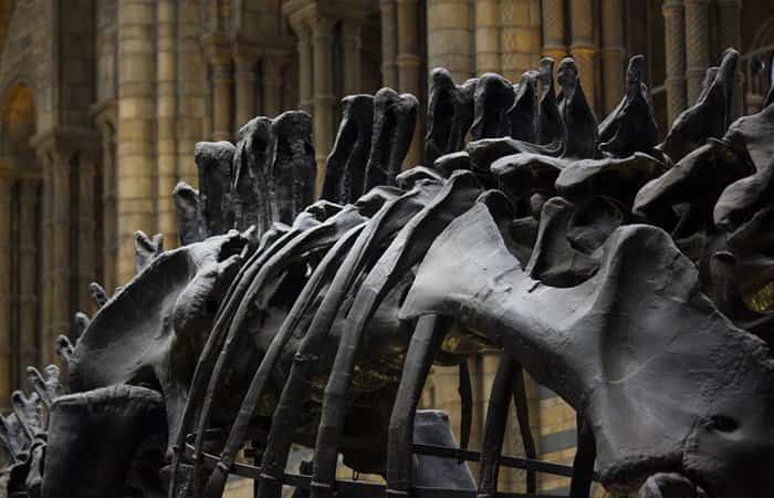 Londres con niños museo historia natural