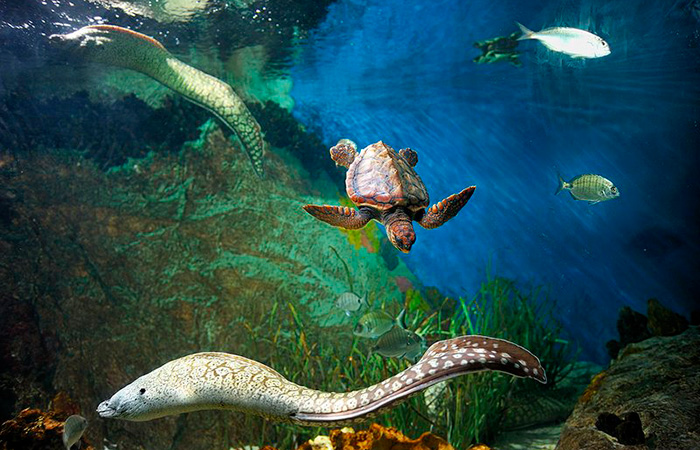 Acuario de Almuñecar, Granada